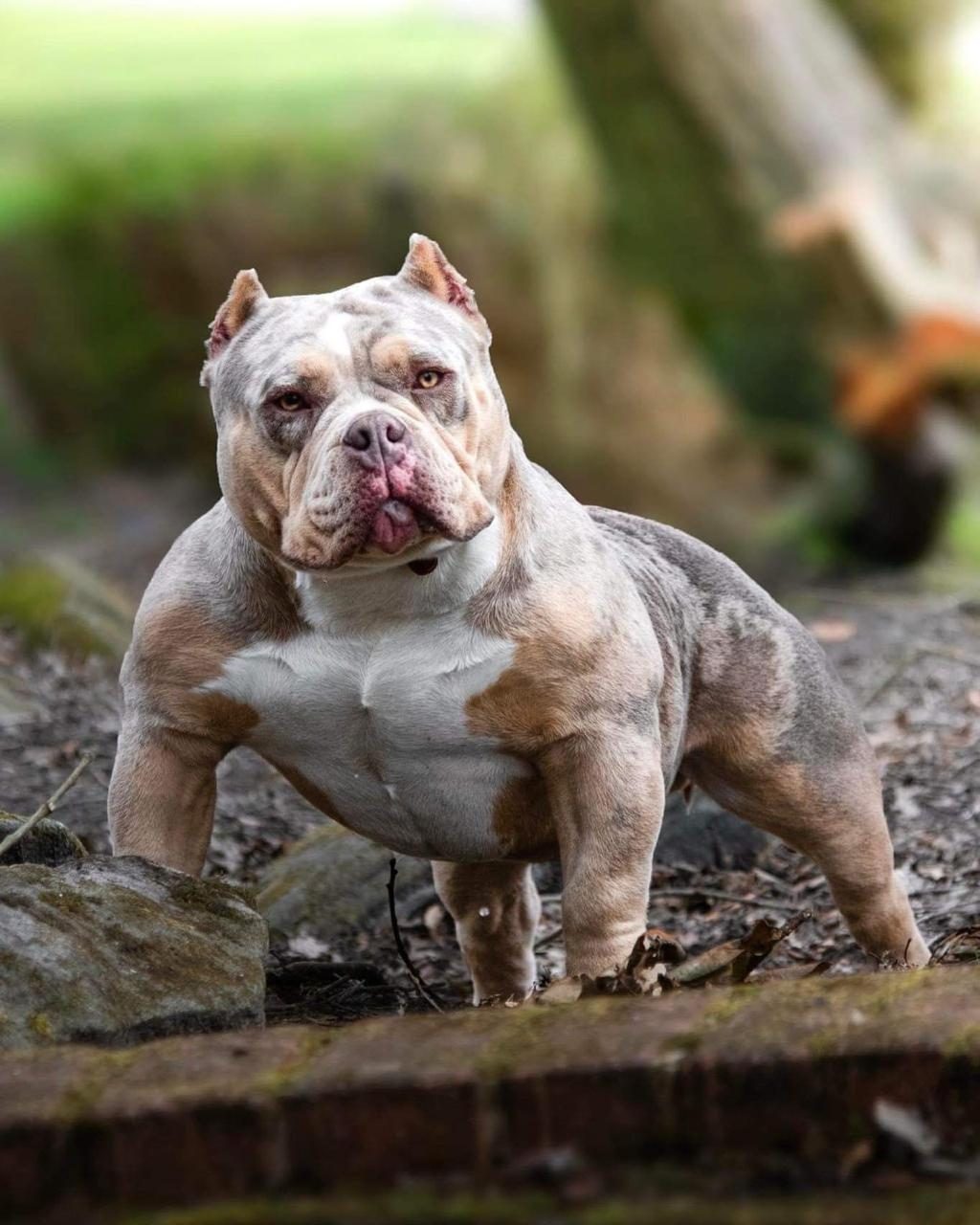 American Bully