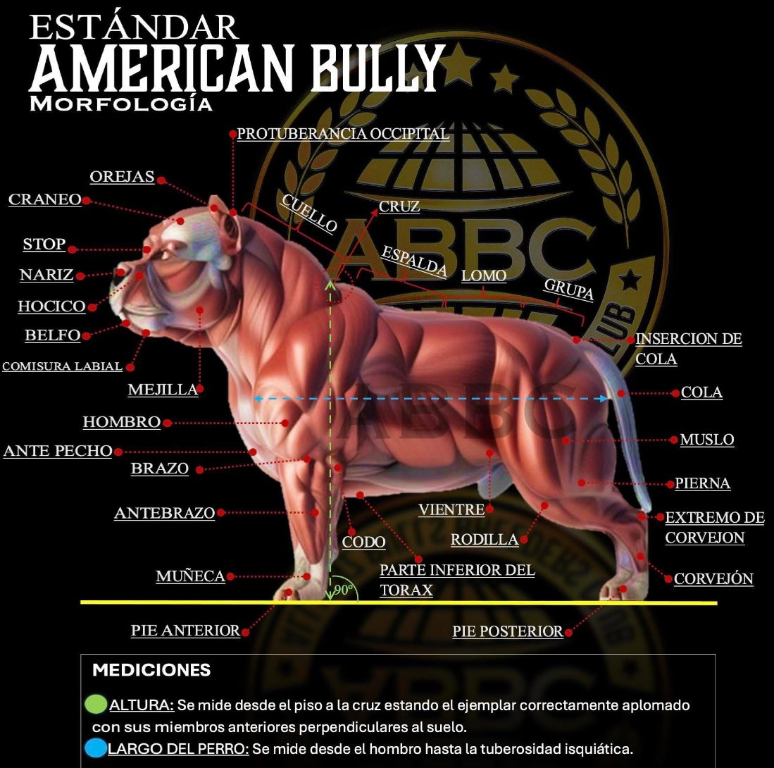 Estándar American Bully ABBC · morfología
