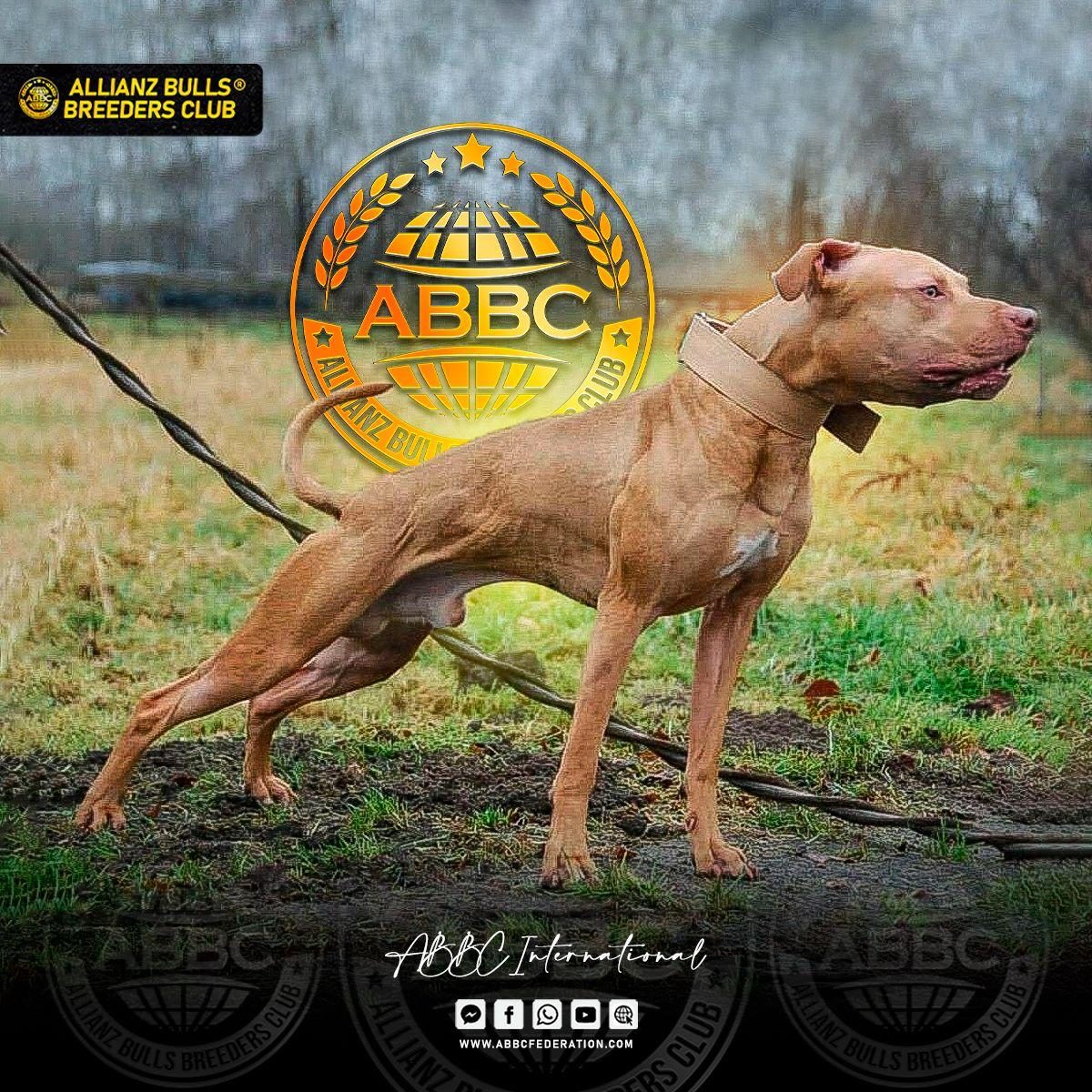 American Pit Bull Terrier (APBT)