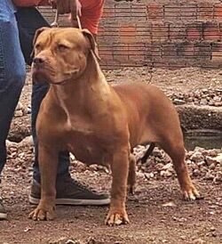 Brazilian Bull