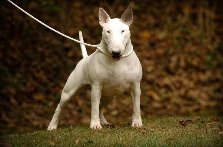 Bull Terrier