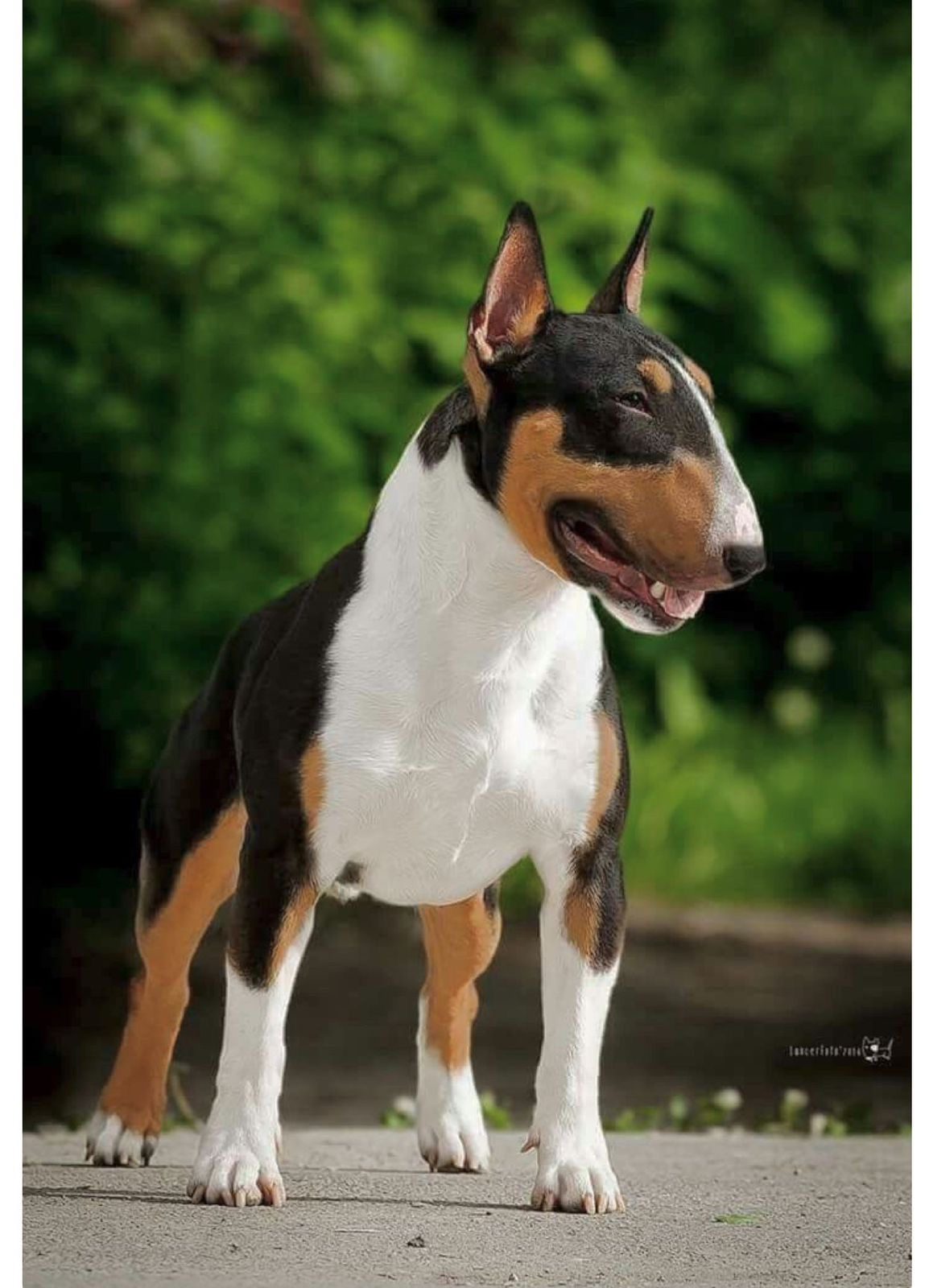 Bull Terrier