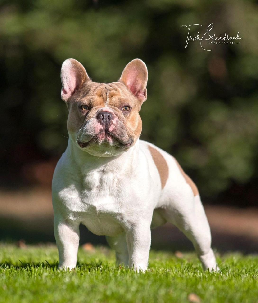 Bulldog Francés