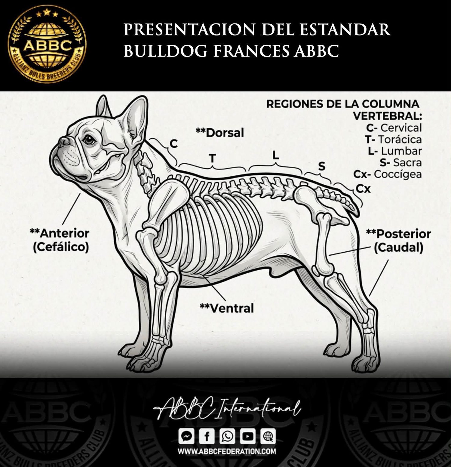 Regiones de la columna vertebral