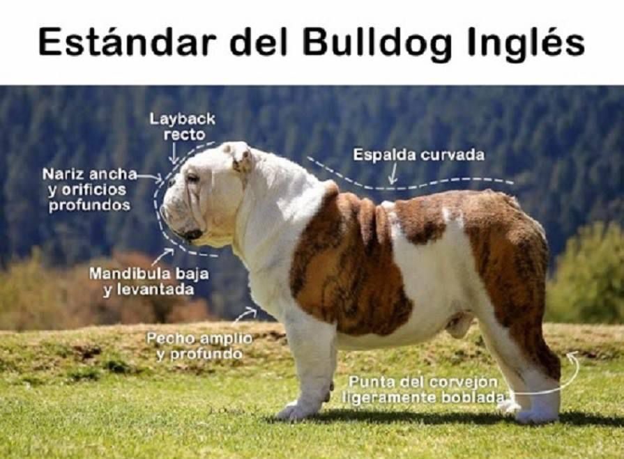 Estándar del Bulldog Inglés