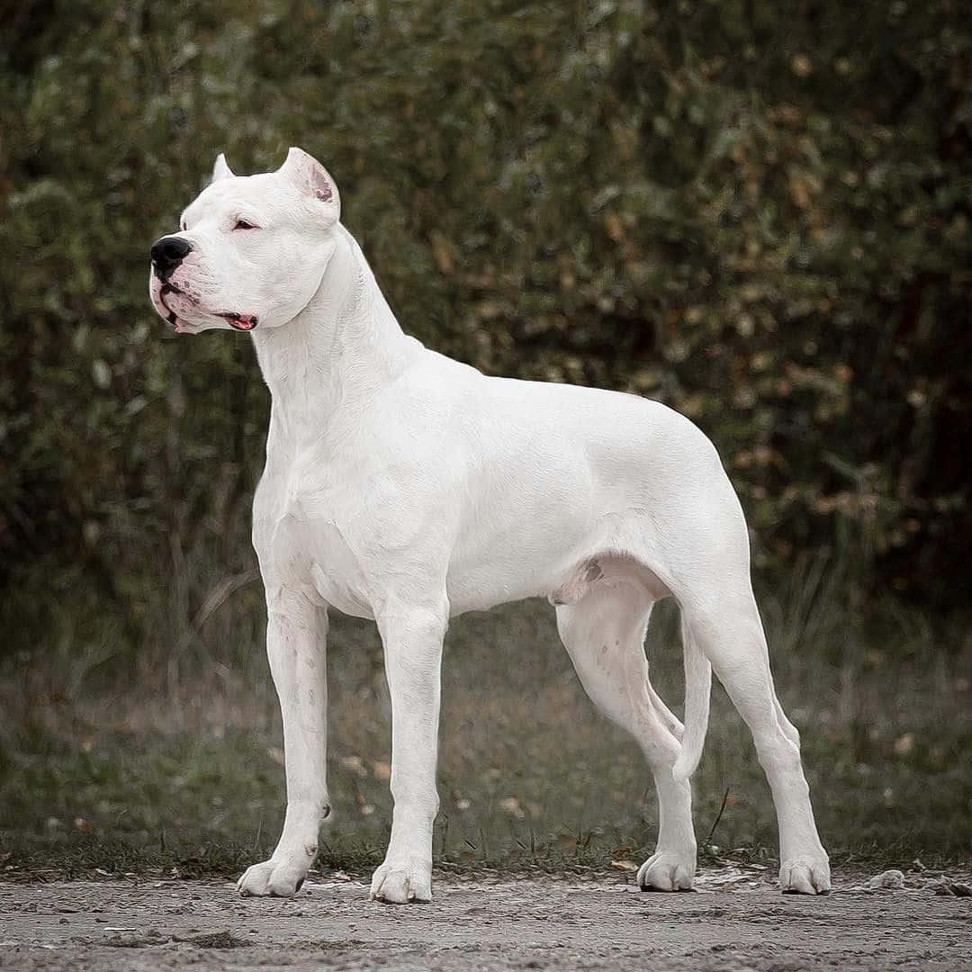 Dogo Argentino