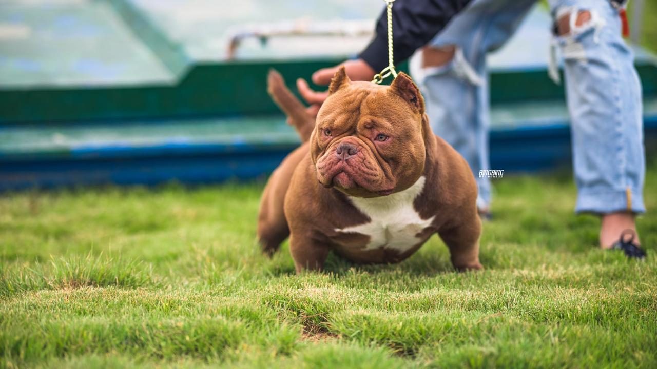 Micro Bull · Foto: Bingbing