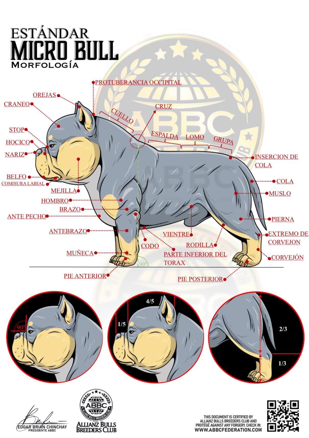 Estándar Micro Bull ABBC · morfología